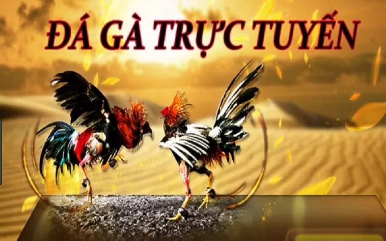 Trải Nghiệm Đỉnh Cao Sân Chơi Đá Gà 100Win Sôi Động Nhất Châu Á