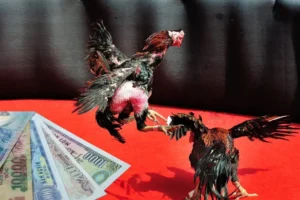 Bí Kíp Chinh Phục Đấu Trường Cách Chơi Đá Gà Sabong Tại 100Win